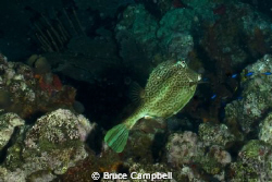 Trunk fish at the "Indians".  Just off the coast of Pelic... by Bruce Campbell 